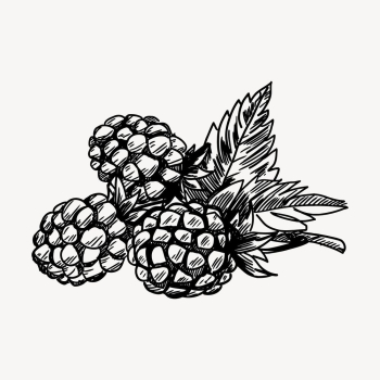 Pine cone drawing, vintage botanical | Free Vector - rawpixel Pine cone drawing, vintage botanical | Free Vector - rawpixel