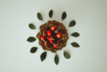 Pine Cone With Cherry Tomatoes Pine Cone With Cherry Tomatoes