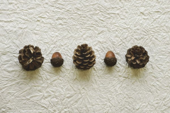 Pine Cones And Acorns Lined Up On Paper Pine Cones And Acorns Lined Up On Paper