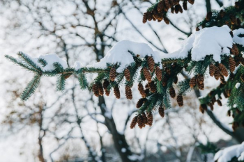 Pine Cones Dangling From Snowy Tree Pine Cones Dangling From Snowy Tree