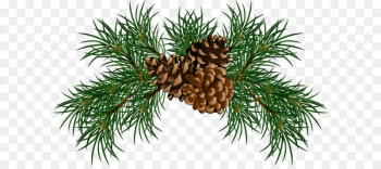 Pine Conifer cone Branch Clip art - Pine Branches with Pine Cones PNG Picture 