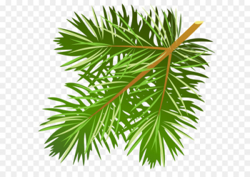 Pine Conifer cone Branch Clip art - Transparent Pine Branch PNG Clipart 