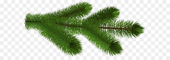 Pine Conifer cone Clip art - Transparent Pine Branch 3D Clipart Picture 