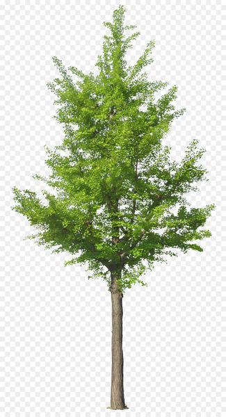 Pine Fir Conifers Spruce Tree - yew ribbon Pine Fir Conifers Spruce Tree - yew ribbon