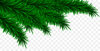 Pine Fir Spruce Tree Branch - fir-tree Pine Fir Spruce Tree Branch - fir-tree