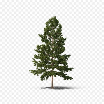 Pine Fir Spruce Tree Conifers - fir-tree Pine Fir Spruce Tree Conifers - fir-tree