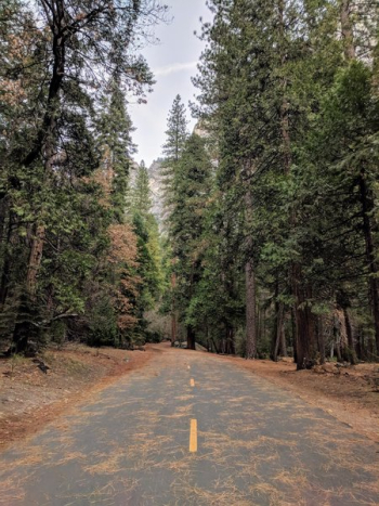 Pine Forest And Road Pine Forest And Road