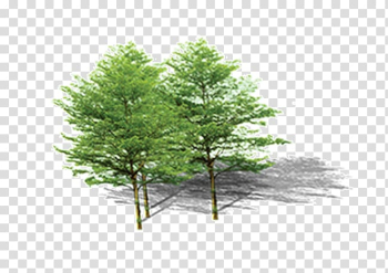 Pine Plant Computer file, tree transparent background PNG clipart