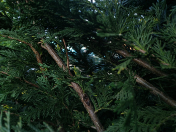 Pine Tree