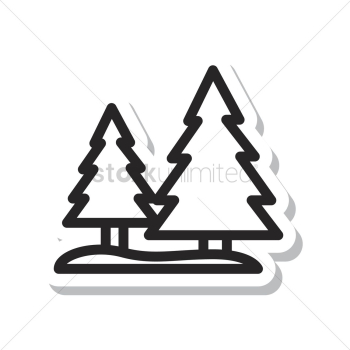Pine tree