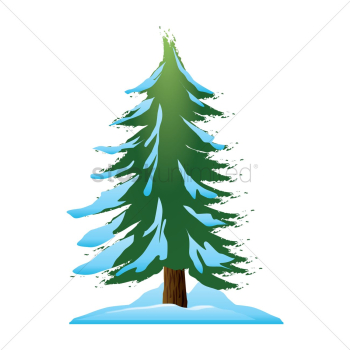Pine tree