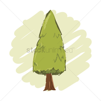 Pine tree