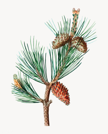 Pine tree branch | Free stock vector - 569155 Pine tree branch | Free stock vector - 569155