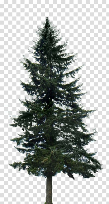 Pine Tree Fir Conifers , Pine Tree watercolor transparent background PNG clipart Pine Tree Fir Conifers , Pine Tree watercolor transparent background PNG clipart