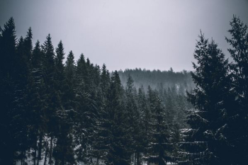 pine tree forest pine tree forest