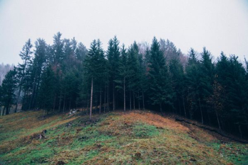 pine tree forest pine tree forest