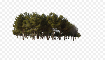 Pine Tree Forest - Jungle tree woods forest Pine Tree Forest - Jungle tree woods forest