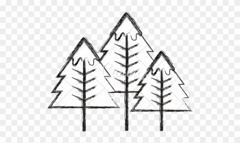 Pine Tree - Tree Pine Tree - Tree