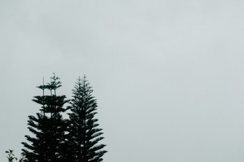 Pine Tree Under White Sky Pine Tree Under White Sky