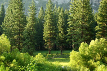 pine trees pine trees