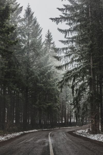 pine trees beside asphalt road pine trees beside asphalt road