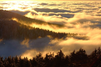 pine trees surrounded by clouds