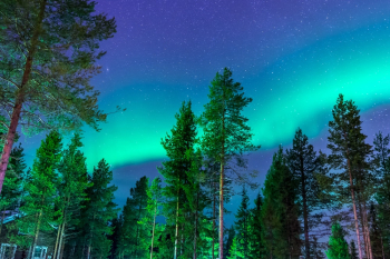 Pine Trees Under Aurora Borealis