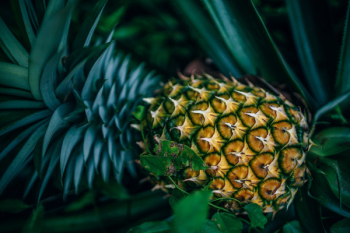 Pineapple Fruit Pineapple Fruit