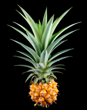 Pineapple Fruit Pineapple Fruit