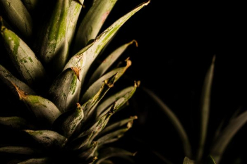 pineapple fruit pineapple fruit