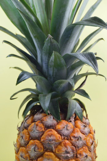 Pineapple Fruit Pineapple Fruit
