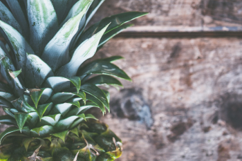 Pineapple Fruit Pineapple Fruit