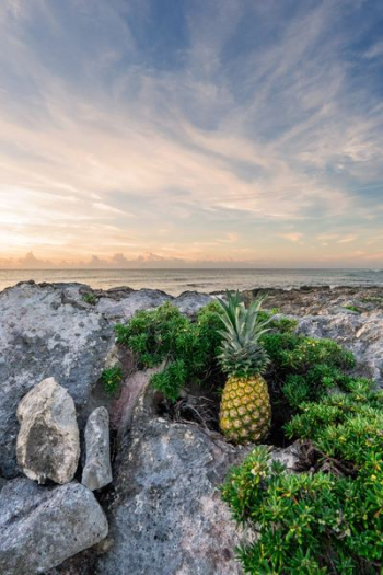 pineapple on rock boulder pineapple on rock boulder