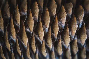 Pinecone Close Up Pinecone Close Up