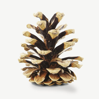 Pinecone collage element psd | Free PSD - rawpixel Pinecone collage element psd | Free PSD - rawpixel