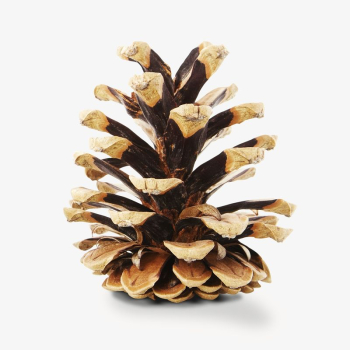Pinecone isolated design | Free Photo - rawpixel Pinecone isolated design | Free Photo - rawpixel