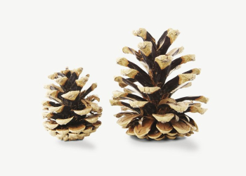 Pinecones collage element psd | Free PSD - rawpixel Pinecones collage element psd | Free PSD - rawpixel