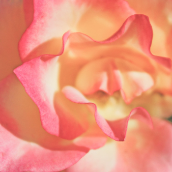 Pink and Beige Flower in Close-up Photography Pink and Beige Flower in Close-up Photography