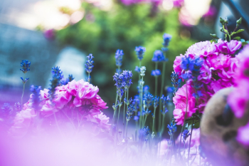 Pink And Blue Flowers Pink And Blue Flowers
