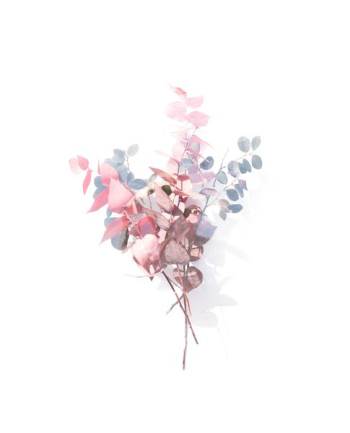 pink and blue silver dollar eucalyptus leaves on white surface pink and blue silver dollar eucalyptus leaves on white surface
