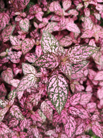 Pink and Green Leaves Plant Pink and Green Leaves Plant