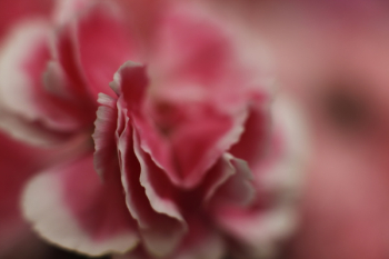Pink and Pink Petaled Flower Pink and Pink Petaled Flower