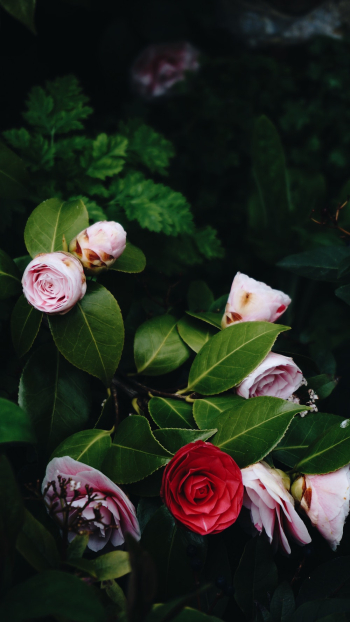 Pink And Red Petaled Flowers Pink And Red Petaled Flowers