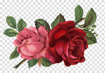 Pink and red rose flowers , Vintage Roses: Beautiful Varieties for Home and Garden , rose transparent background PNG clipart