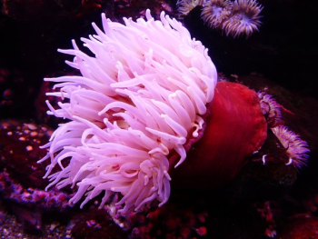 Pink and Red Seaweeds Pink and Red Seaweeds