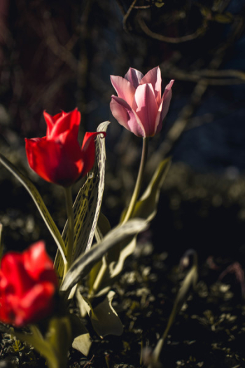 Pink and Red Tulips Closeup Photography Pink and Red Tulips Closeup Photography