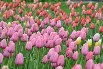 Pink and Red Tulips Flower Field Pink and Red Tulips Flower Field