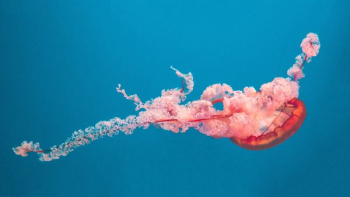 pink and red underwater jellyfish pink and red underwater jellyfish