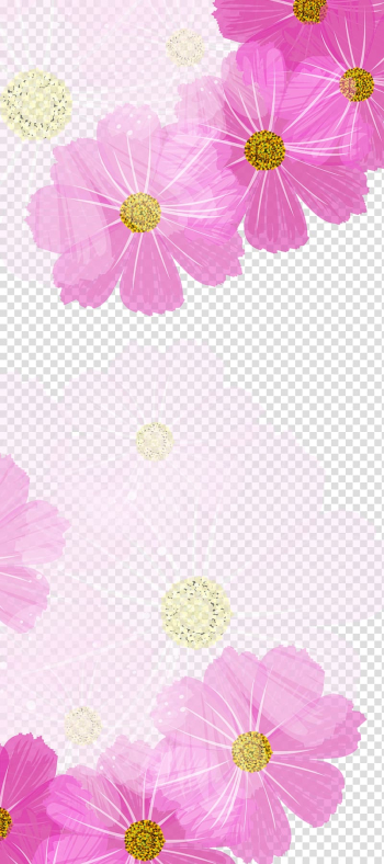 Pink and white cosmos flowers , Chrysanthemum Color Purple, Purple chrysanthemum background transparent background PNG clipart