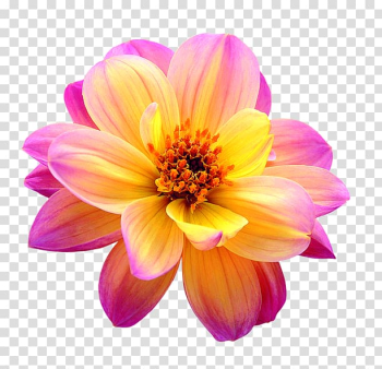 Pink and yellow dahlia flower in bloom, Cut flowers Dahlia, flower transparent background PNG clipart